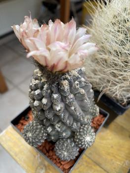 Neochilenia napina